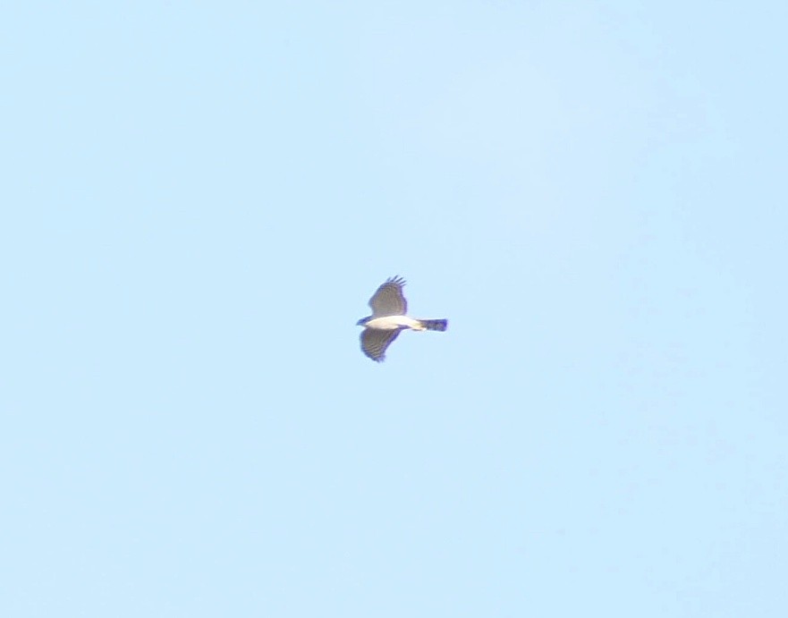 Eurasian Sparrowhawk - ML615673337