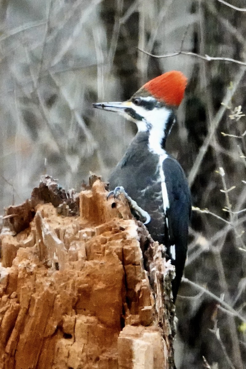 Pileated Woodpecker - ML615673566