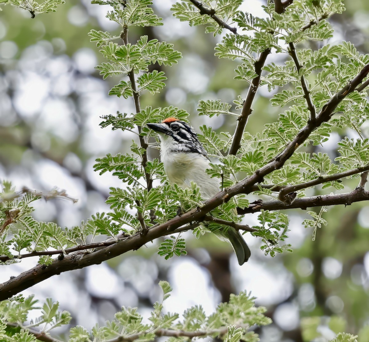 Red-fronted Tinkerbird - ML615673642