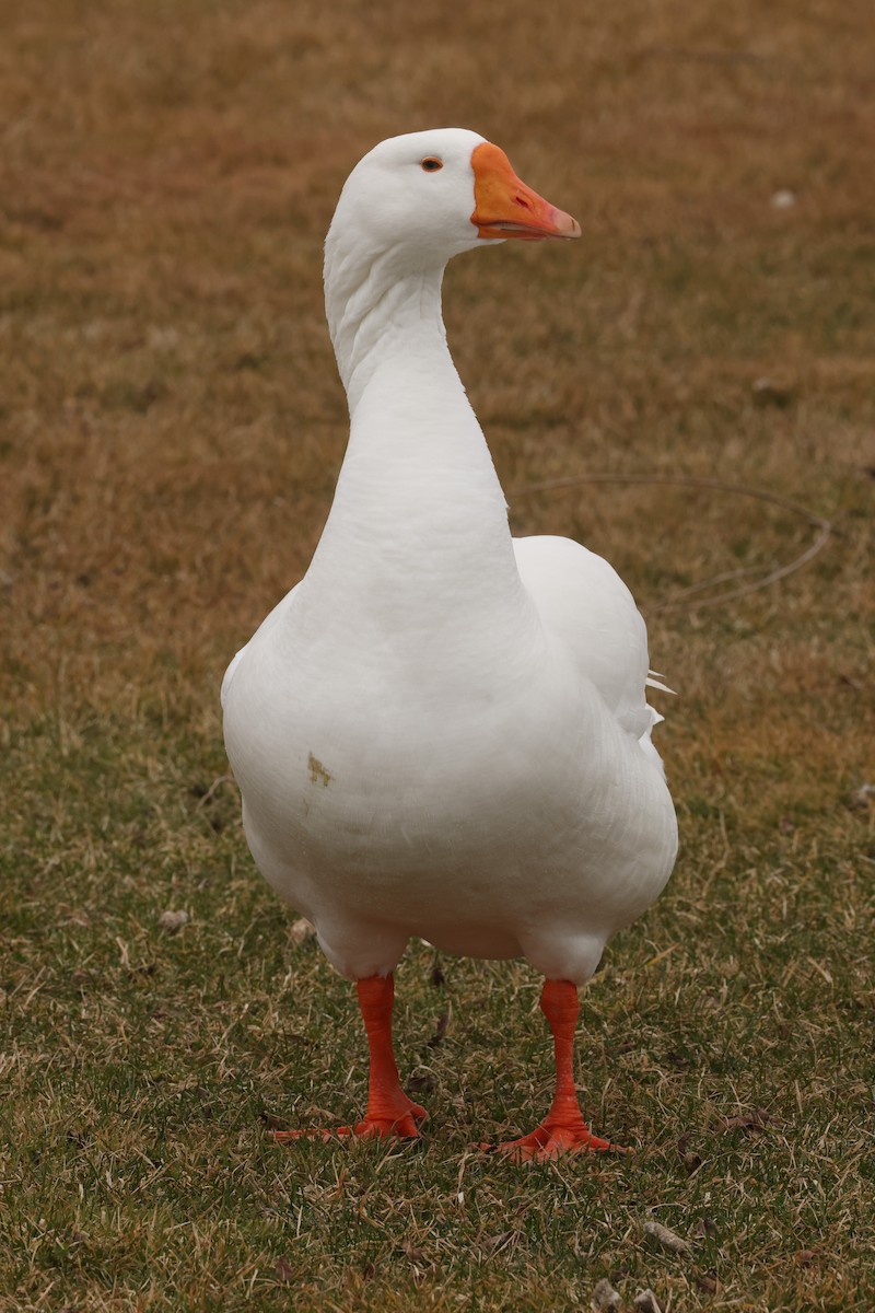 Swan Goose (Domestic type) - ML615673727