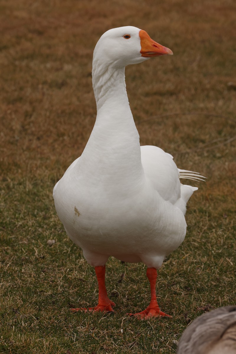 Swan Goose (Domestic type) - ML615673729