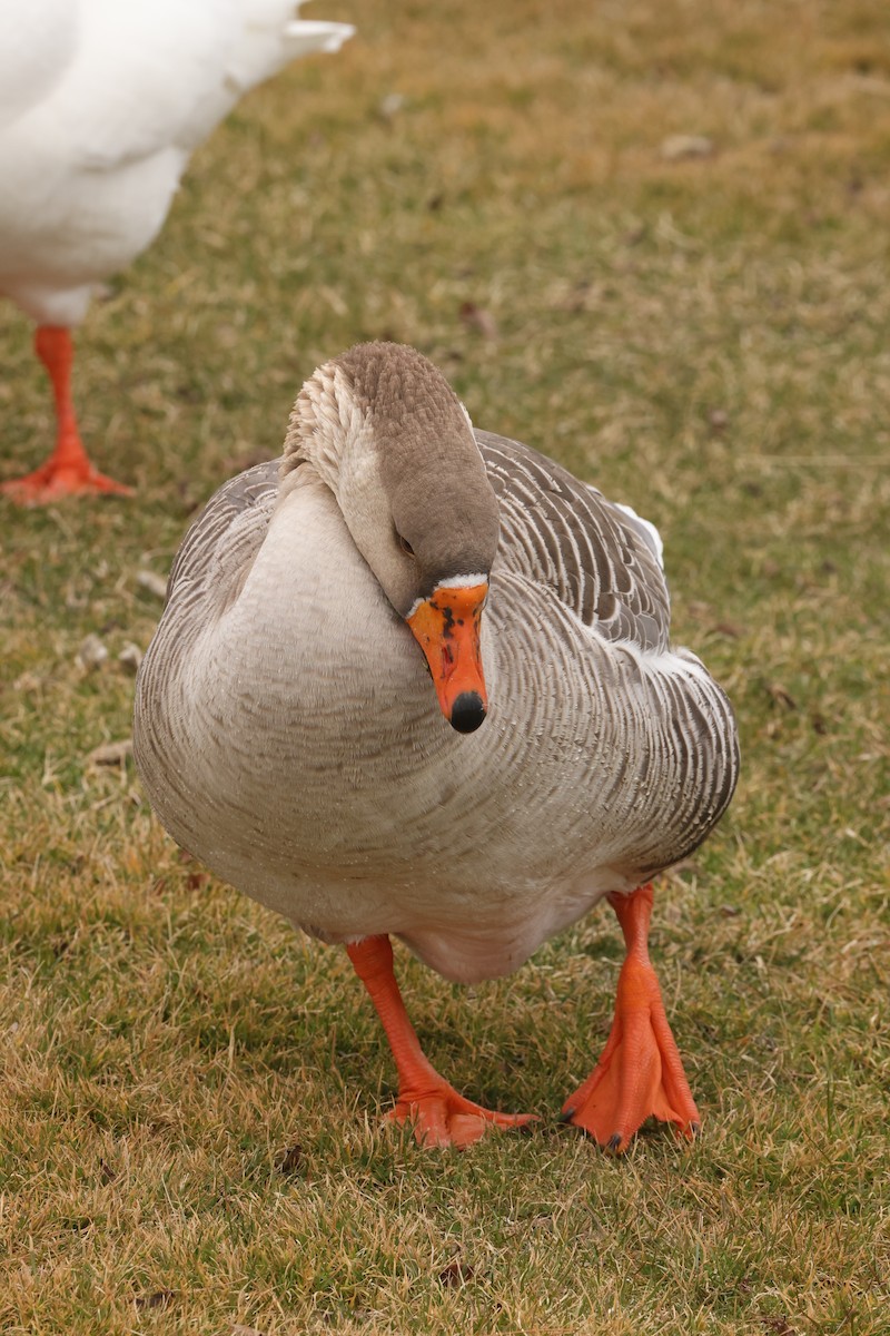 Swan Goose (Domestic type) - ML615673731