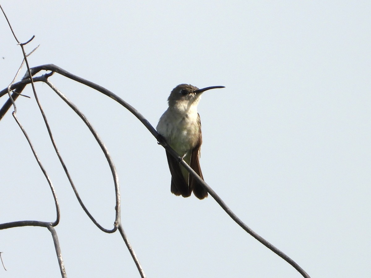 Tumbes Hummingbird - ML615673960