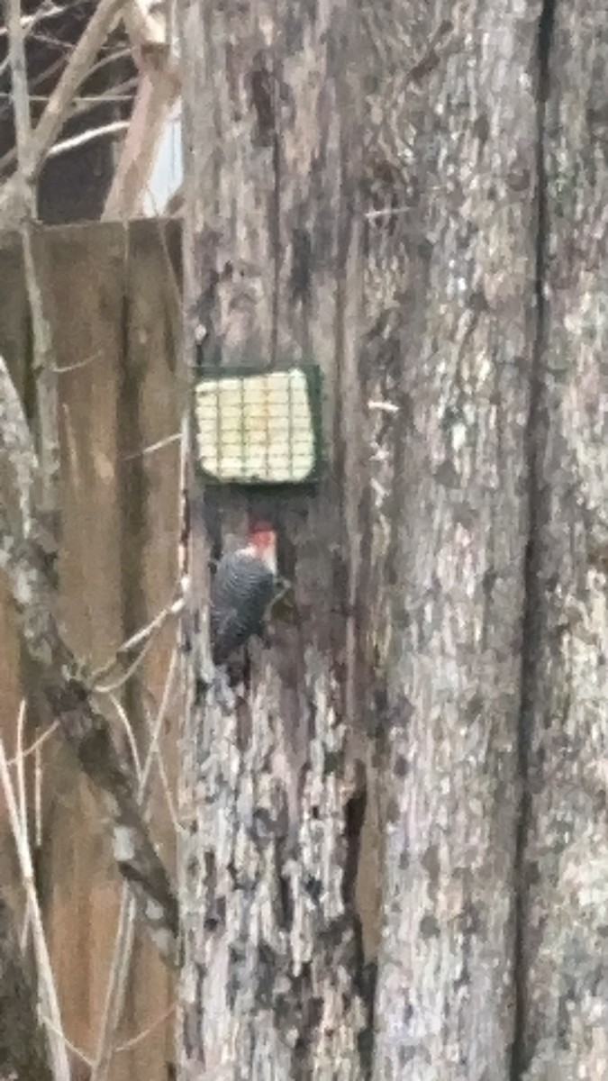 Red-bellied Woodpecker - ML615674066