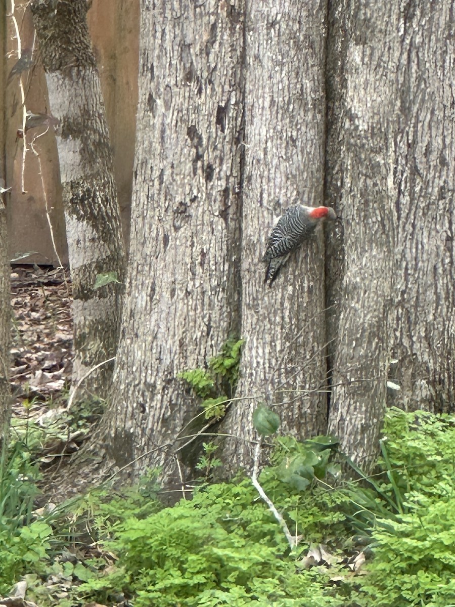 Red-bellied Woodpecker - ML615674069