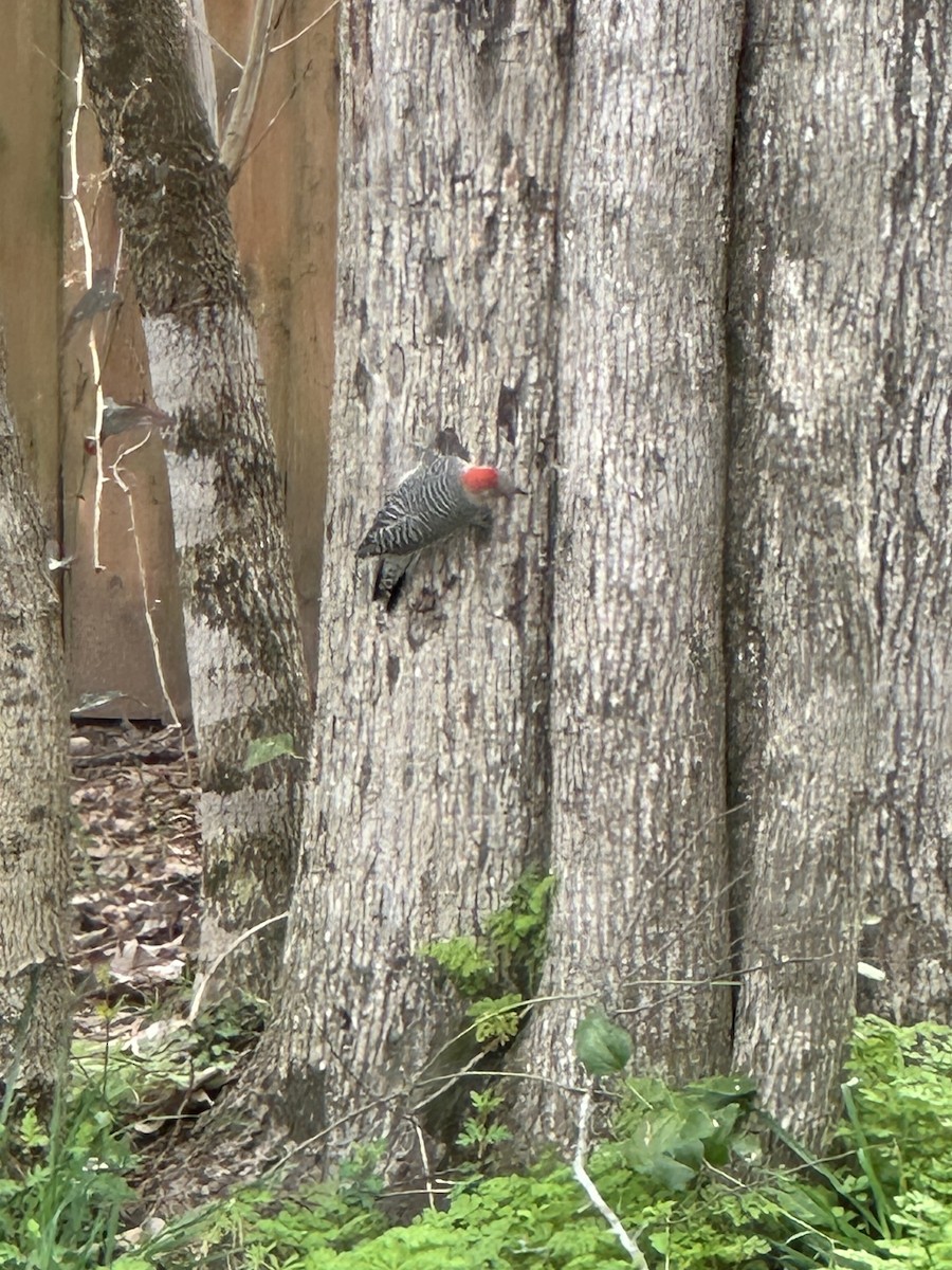 Red-bellied Woodpecker - ML615674070