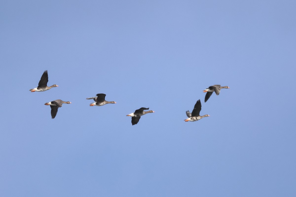 Greater White-fronted Goose - ML615674102