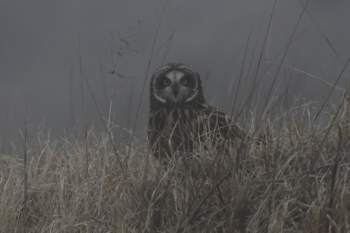 Short-eared Owl (Hawaiian) - ML615674258