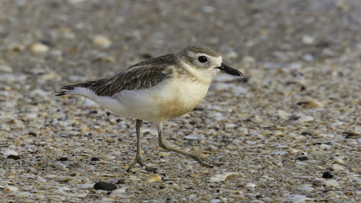 Red-breasted Dotterel (Northern) - ML615674466