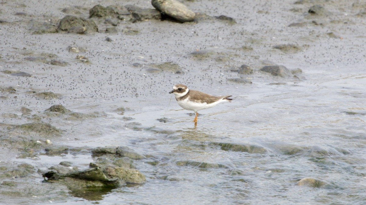 Common Ringed Plover - ML615674550