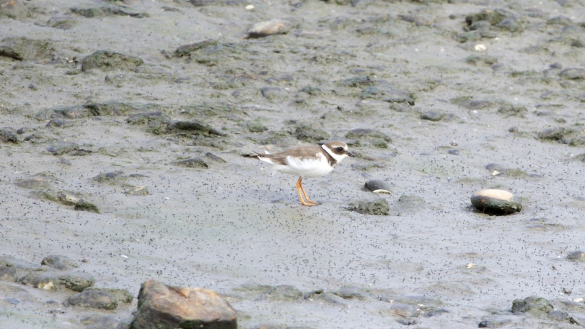 Common Ringed Plover - ML615674552