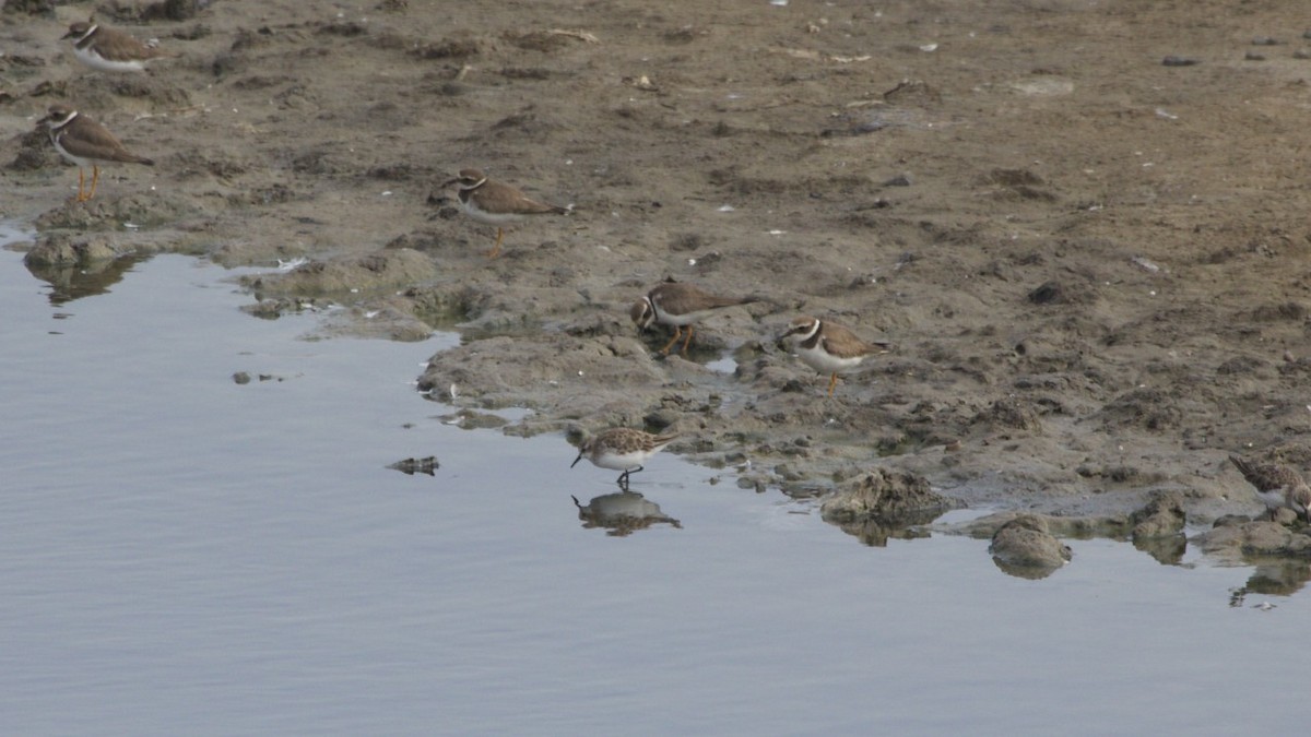 Common Ringed Plover - ML615674564