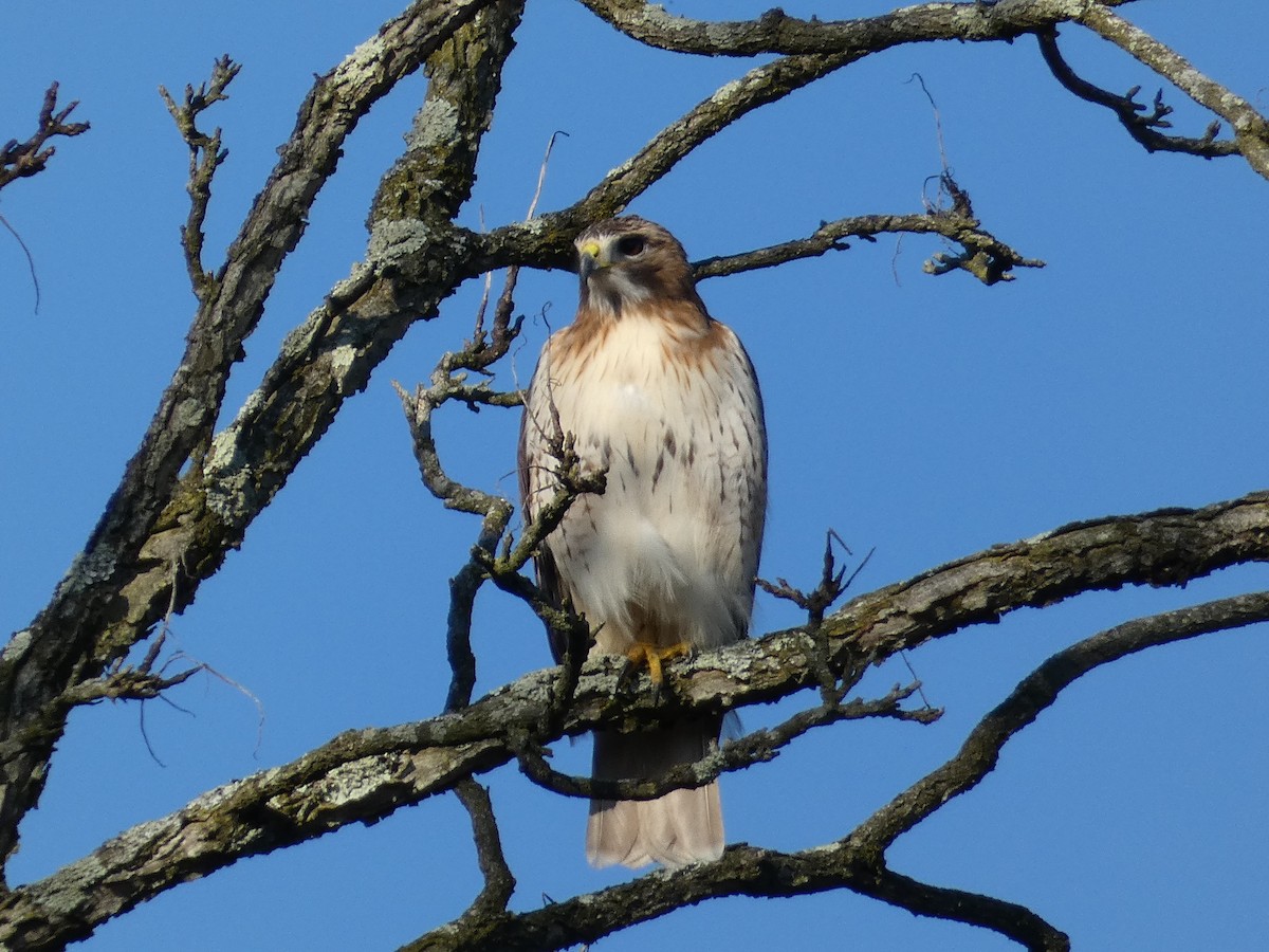 Red-tailed Hawk - ML615674566