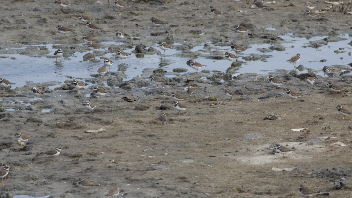 Common Ringed Plover - ML615674568