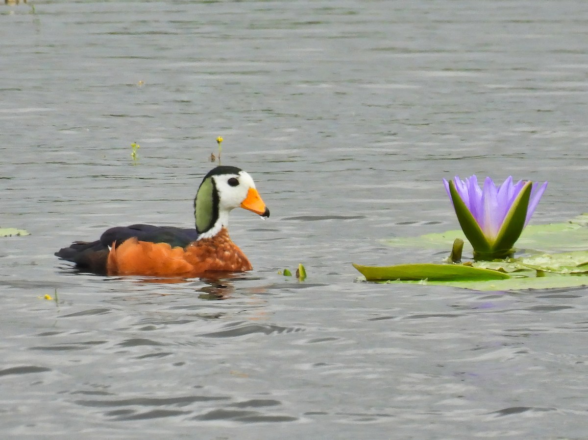 African Pygmy-Goose - Anonymous