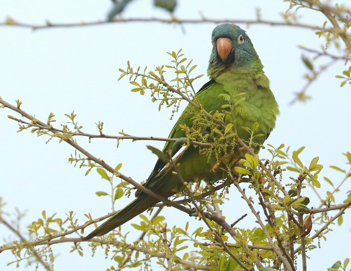 ebird-checklist-5-mar-2024-walgreens-forest-hill-blvd-wellington