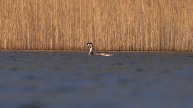 Great Crested Grebe - ML615674782