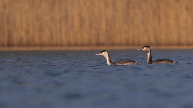 Great Crested Grebe - ML615674803
