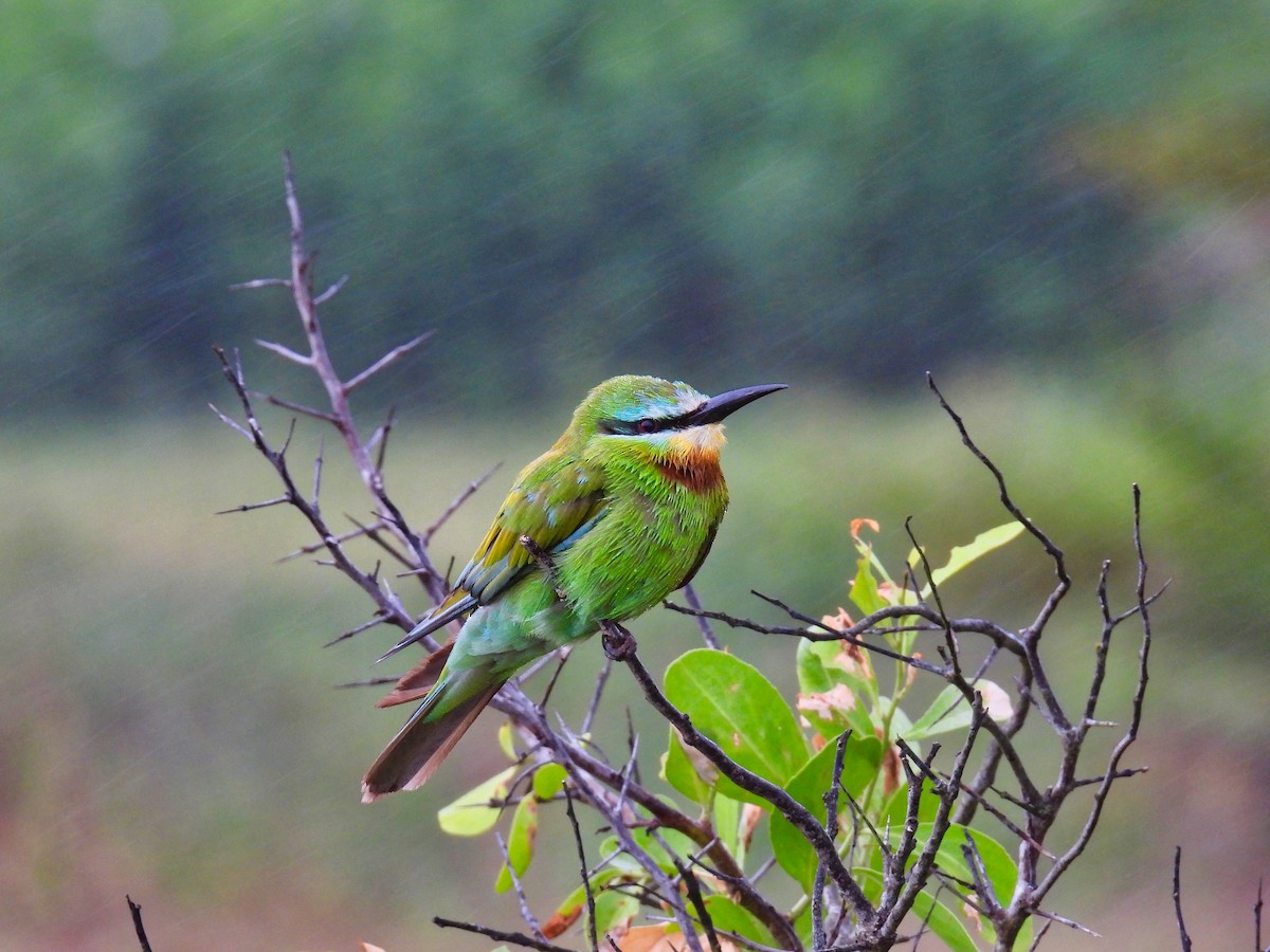 Blue-cheeked Bee-eater - ML615674807