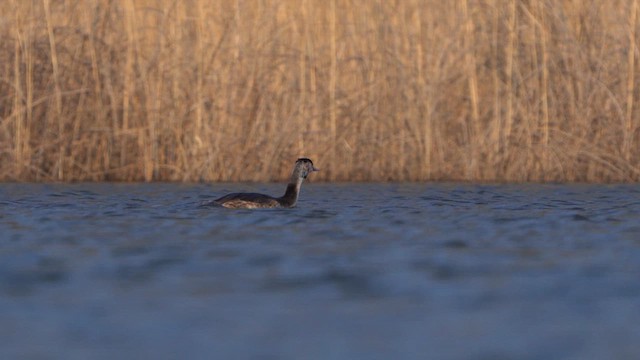Great Crested Grebe - ML615674808