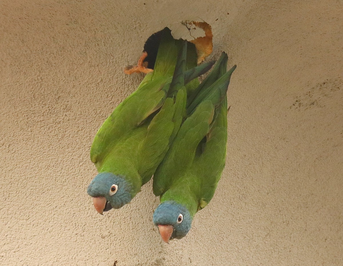 Blue-crowned Parakeet - ML615674835