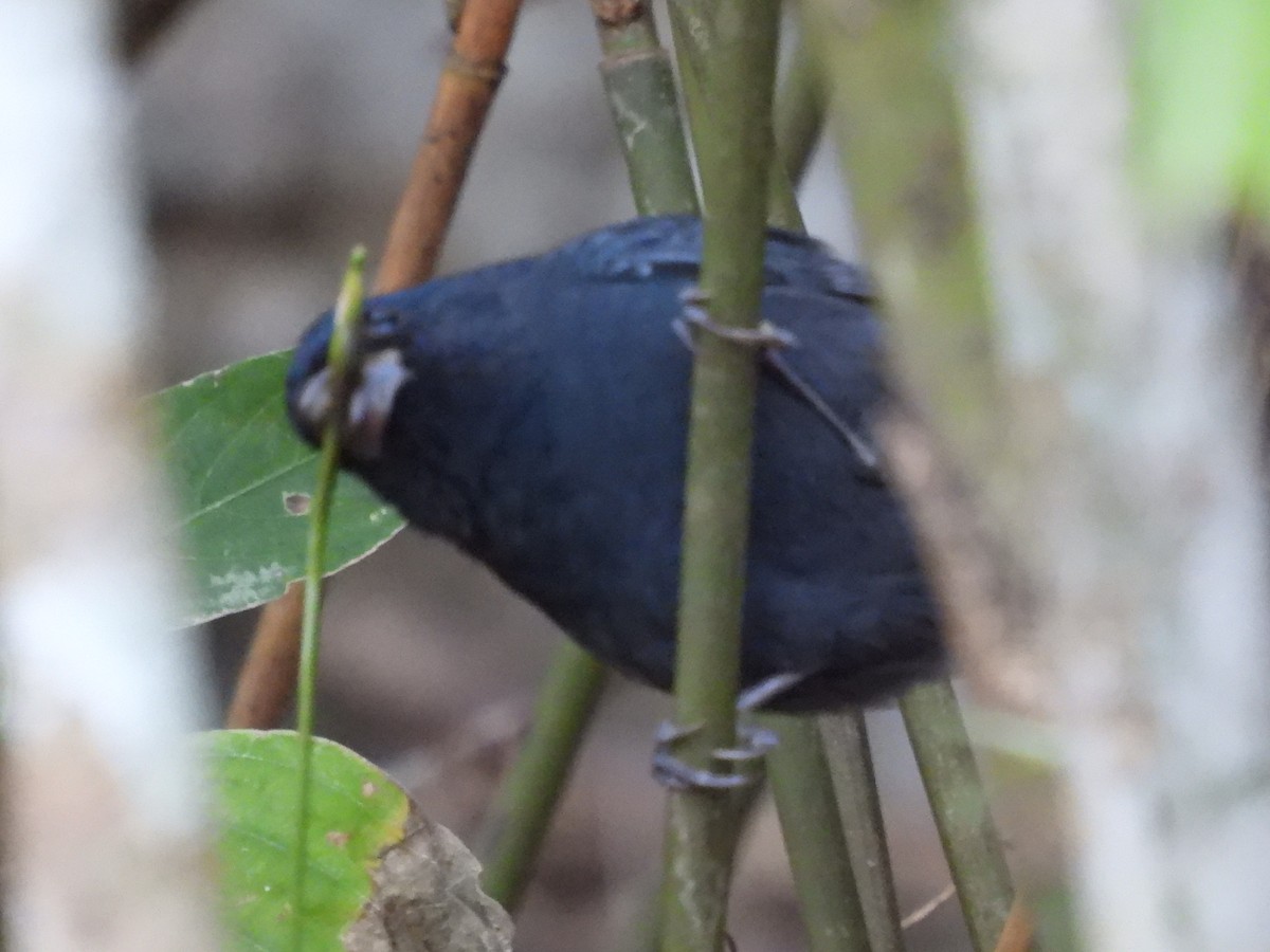 Blue Seedeater - Carlos Mancera (Tuxtla Birding Club)