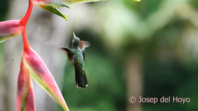 kolibřík skvrnitoprsý - ML615674882