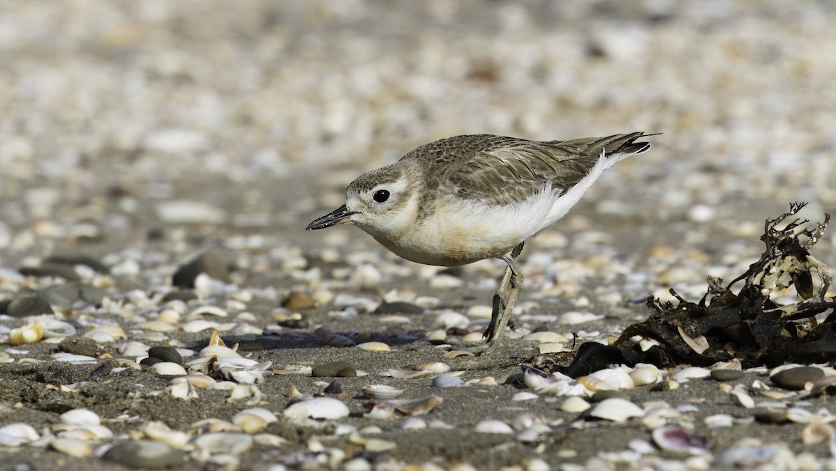 Red-breasted Dotterel (Northern) - ML615674898