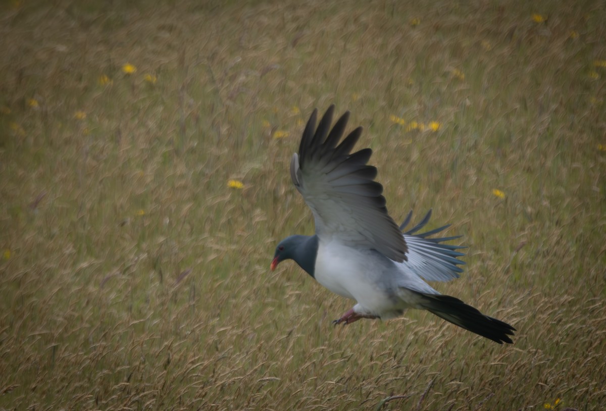 Chatham Island Pigeon - ML615674919