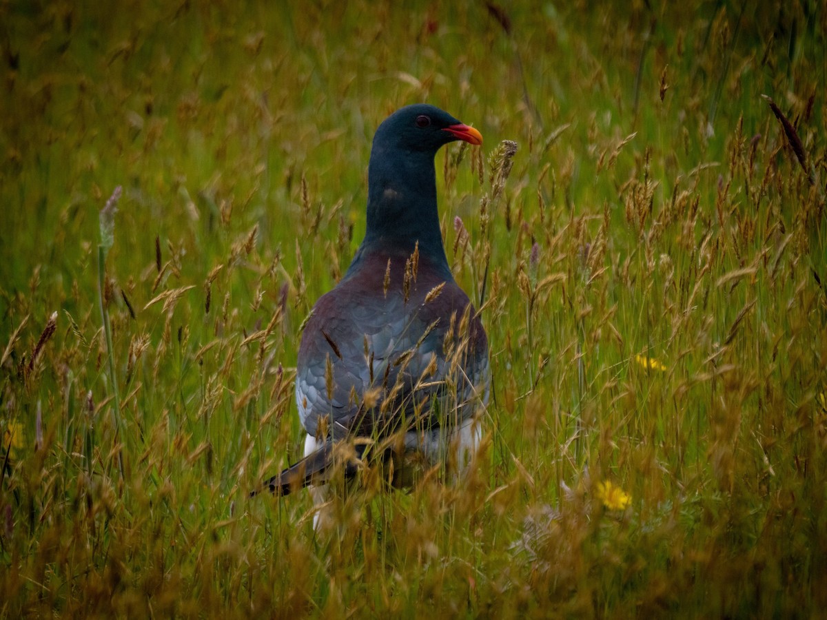 Chatham Island Pigeon - ML615674920