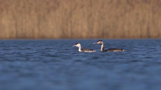 Great Crested Grebe - ML615674937