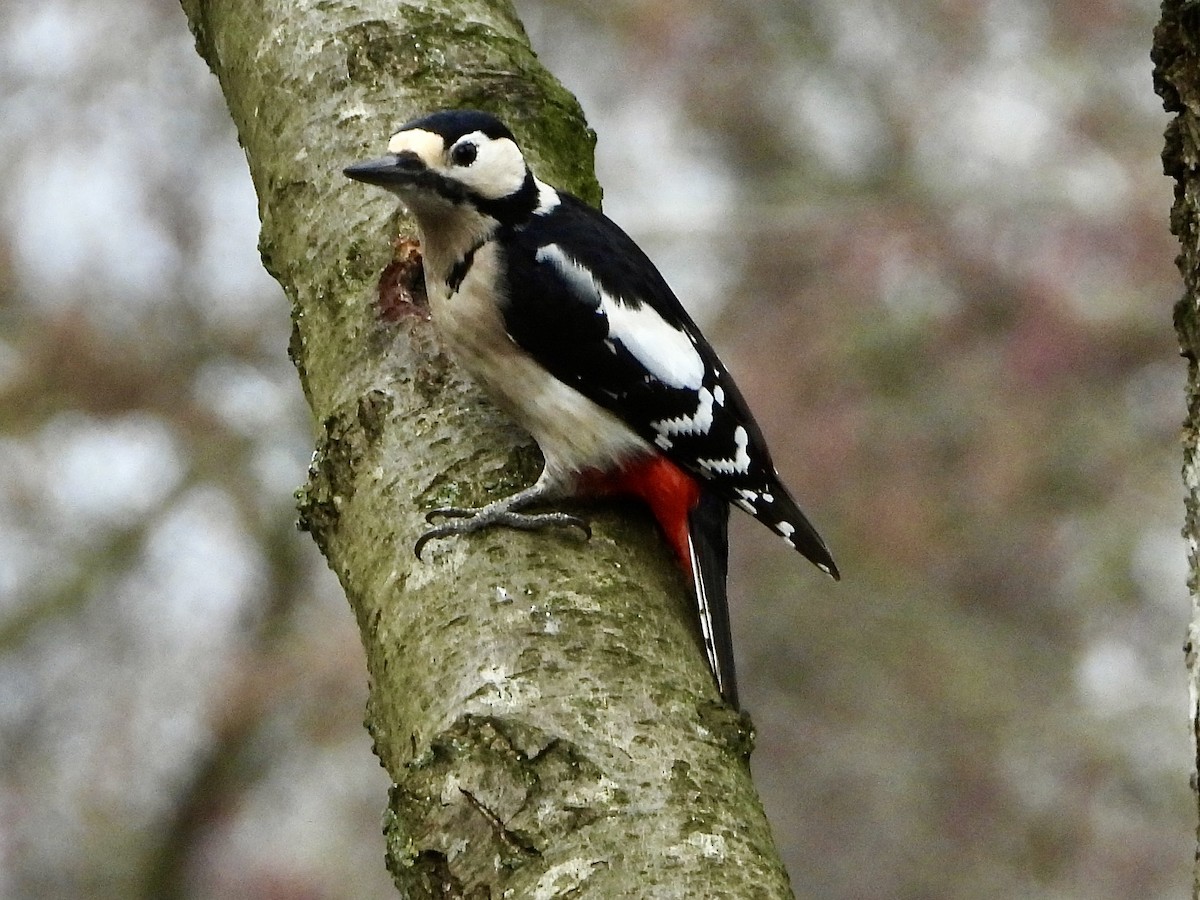 Great Spotted Woodpecker - ML615675003