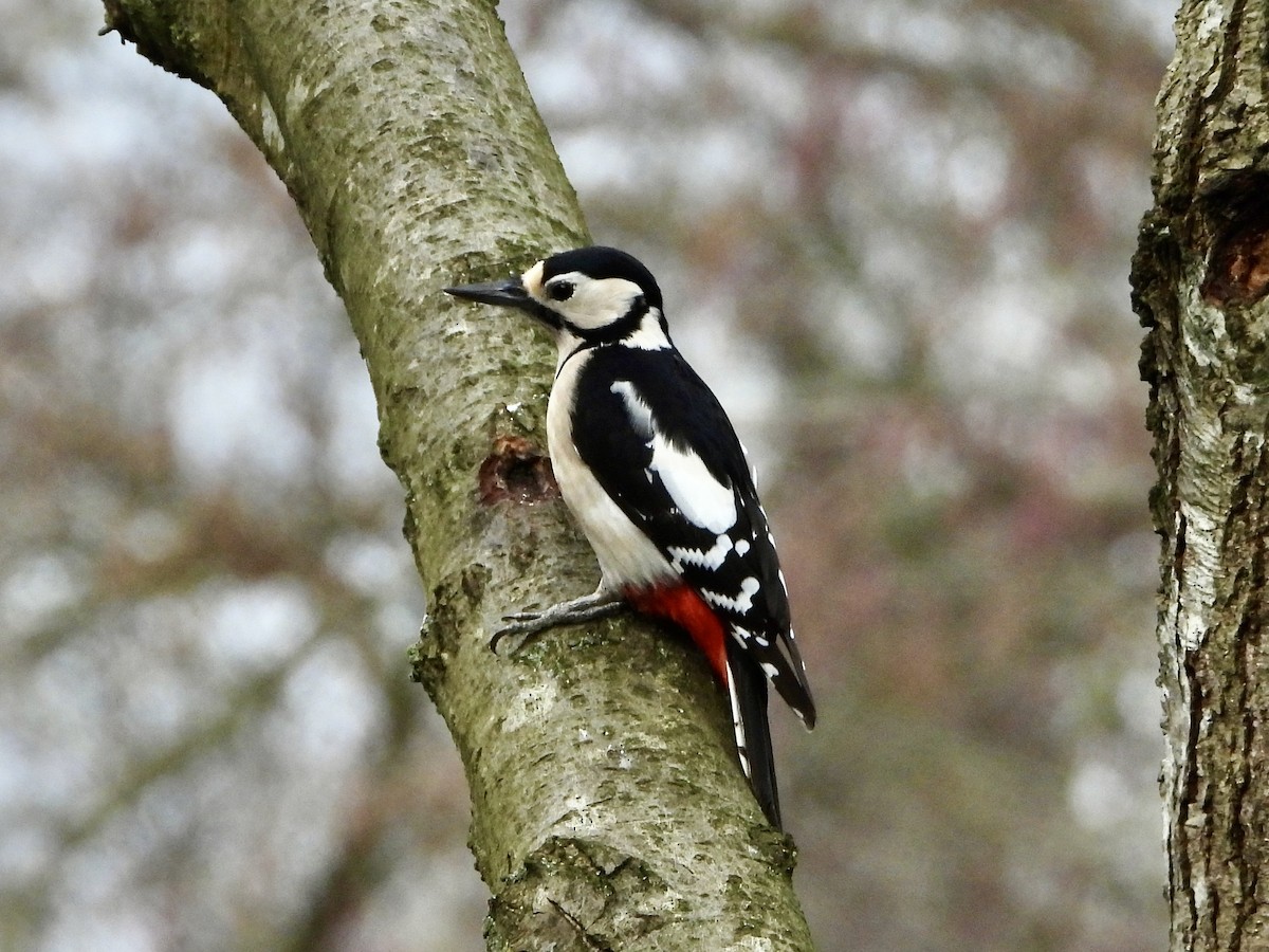 Great Spotted Woodpecker - ML615675004