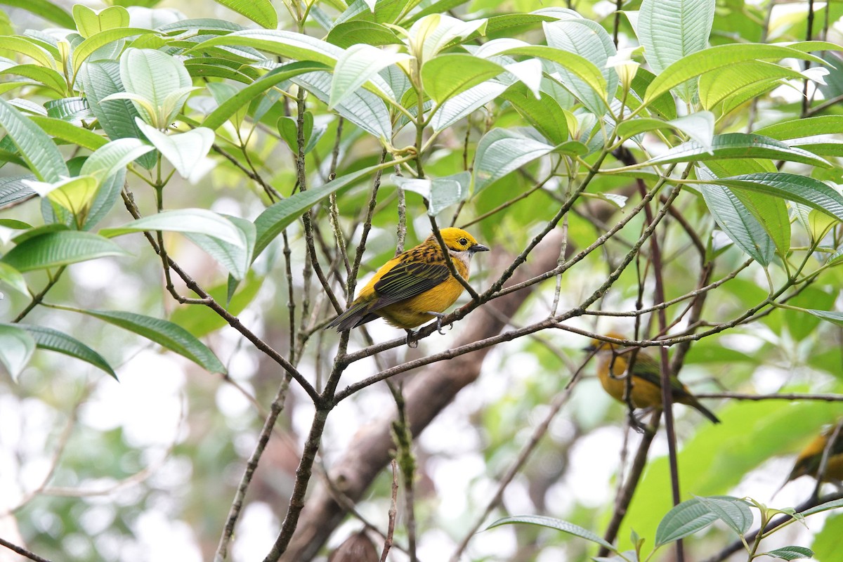 Silver-throated Tanager - ML615675073