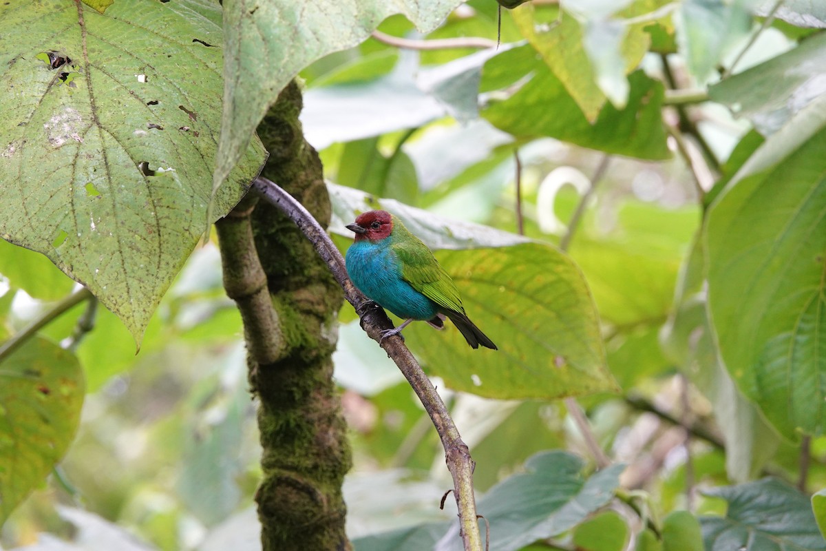 Bay-headed Tanager - ML615675085