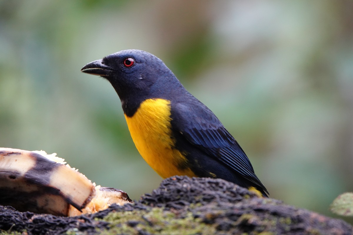 Blue-and-gold Tanager - ML615675113