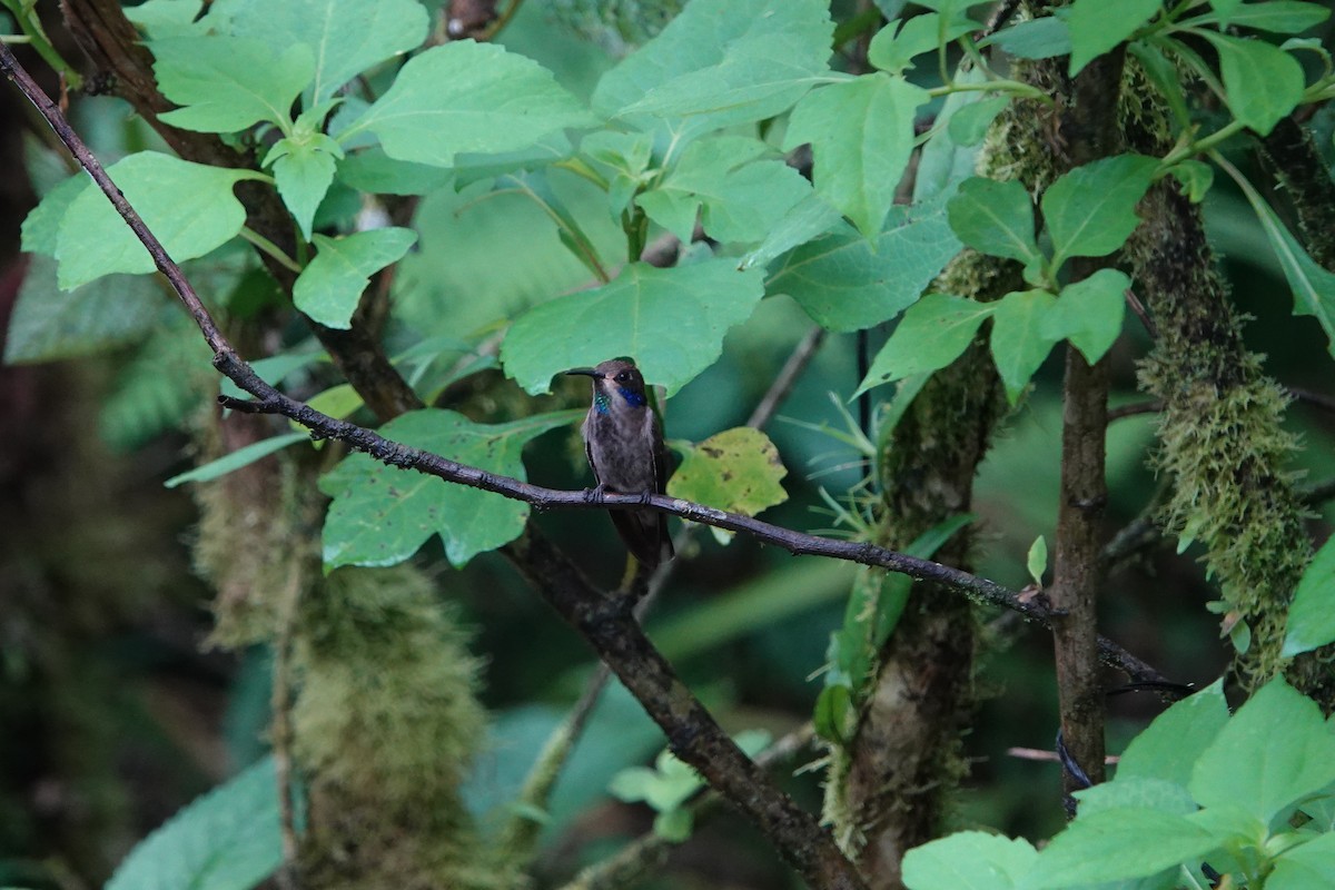 kolibřík fialovouchý - ML615675182