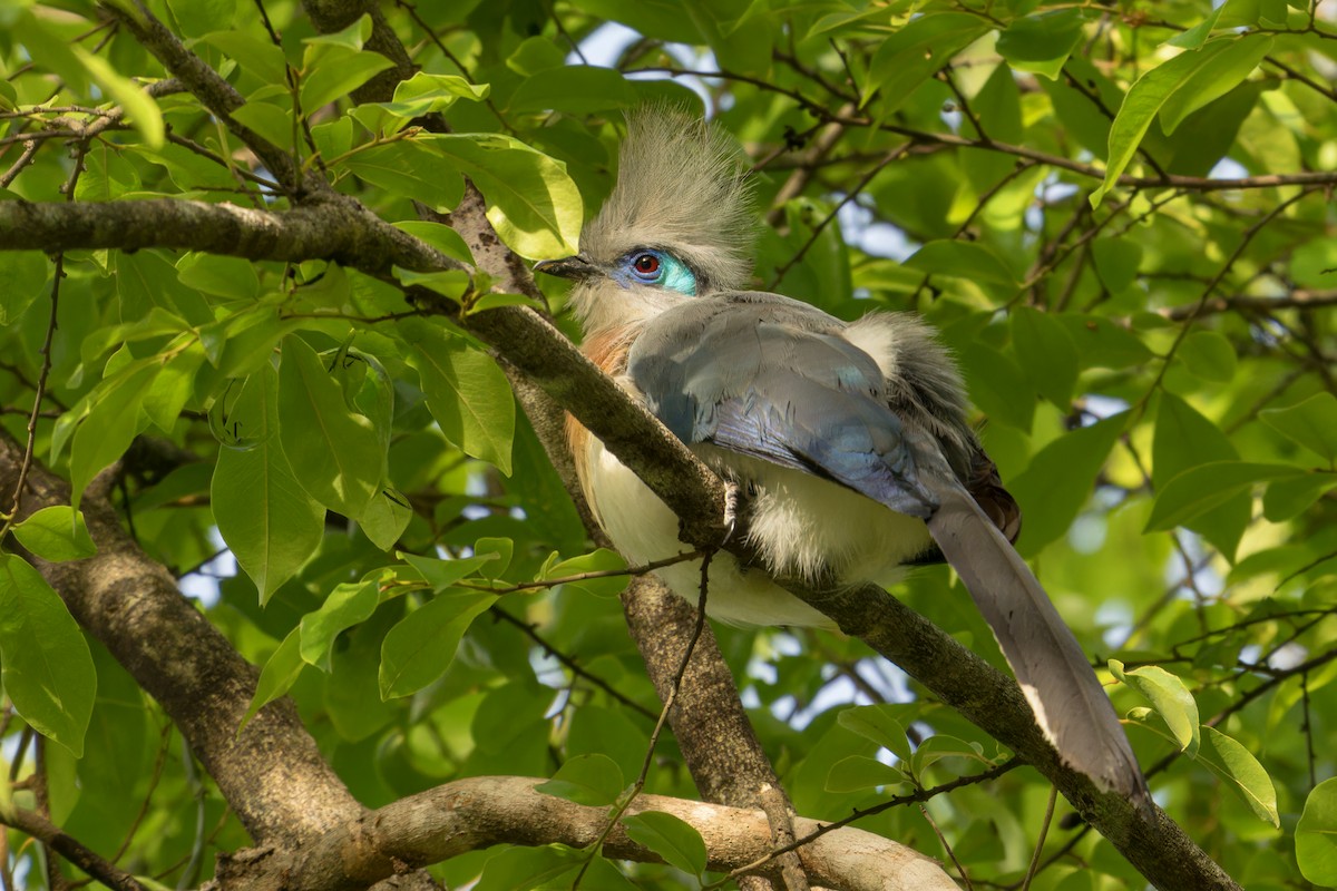 Crested Coua - ML615675278