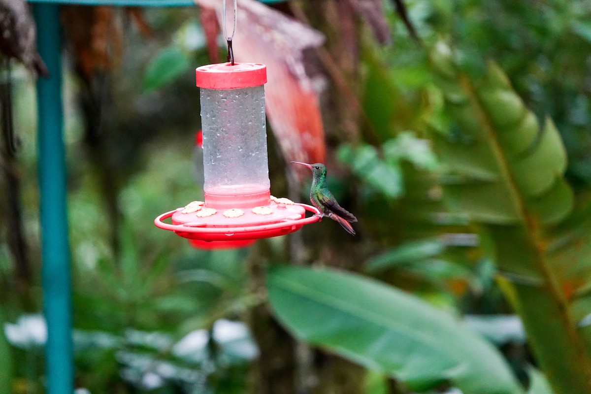 kolibřík křivozobý - ML615675279