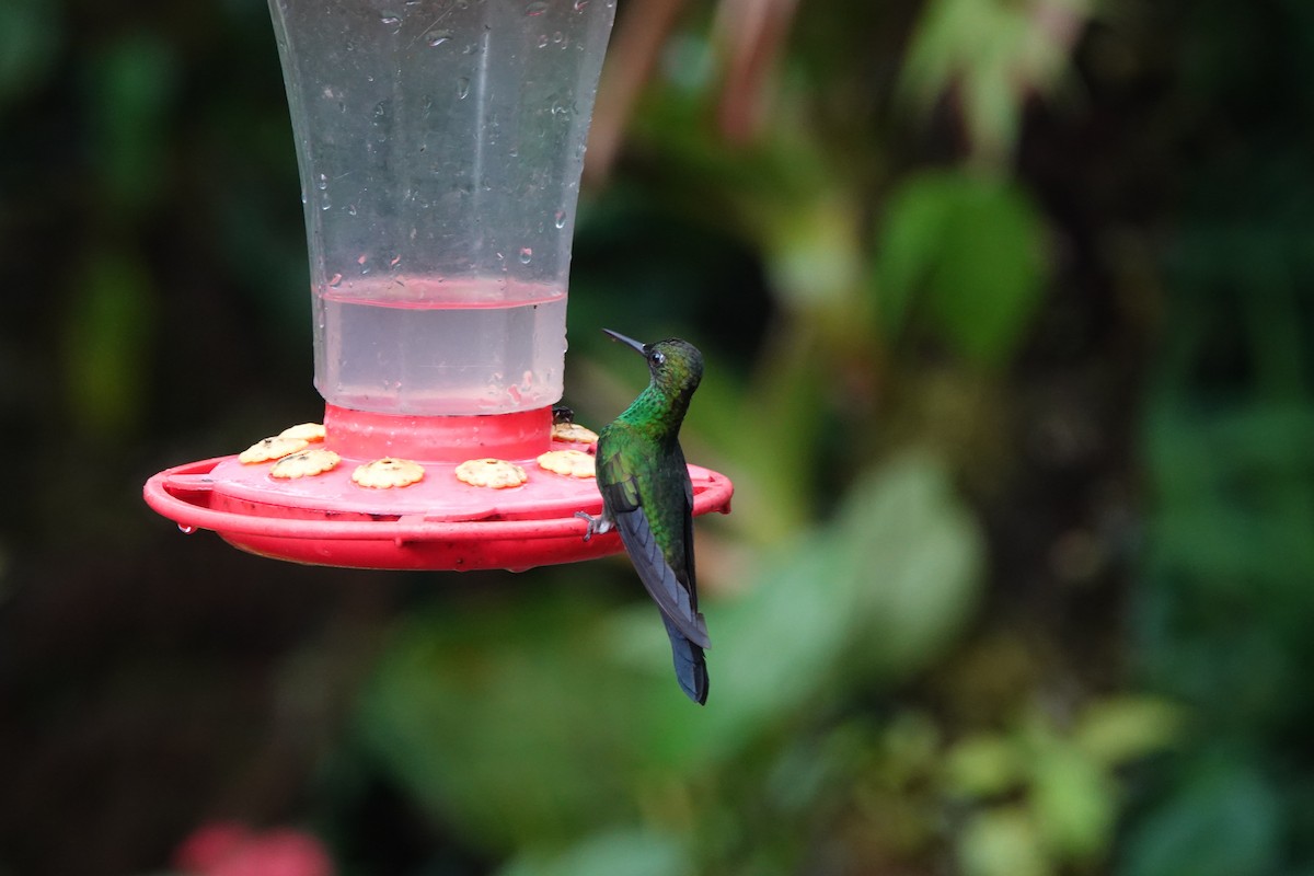 kolibřík subtropický - ML615675317
