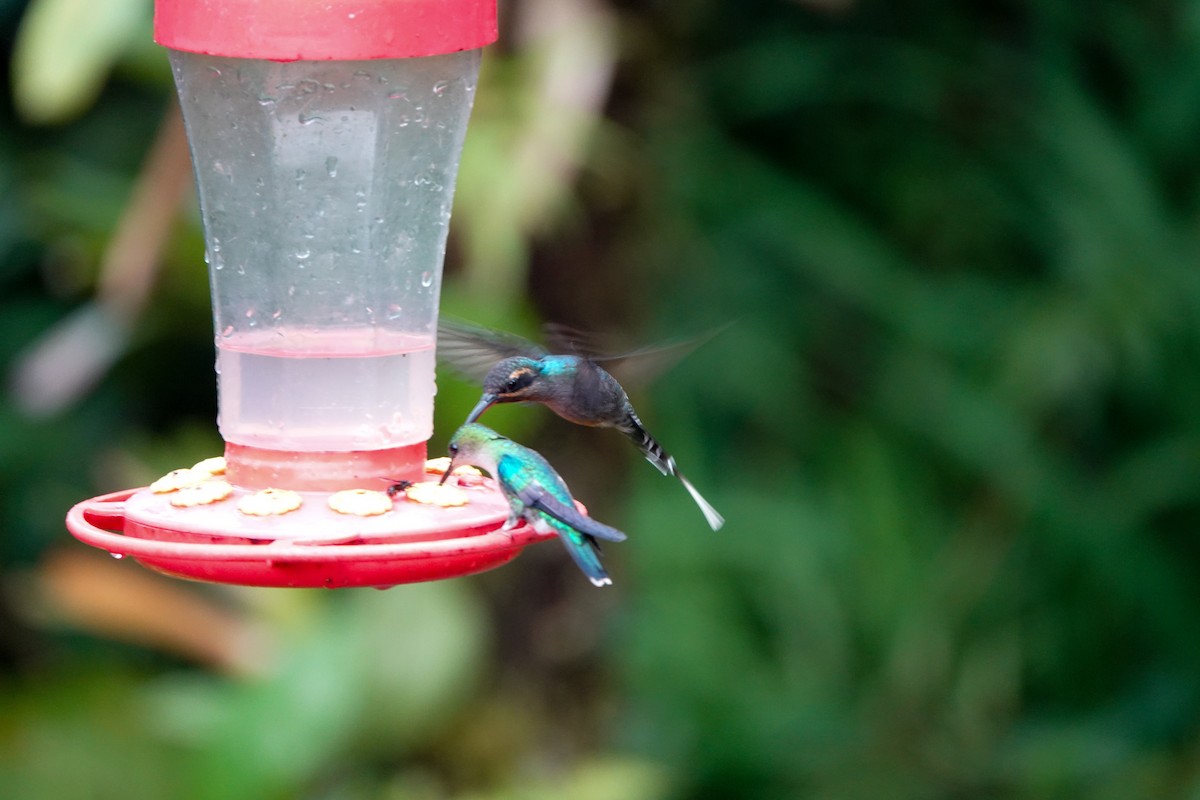 kolibřík šedobřichý - ML615675333