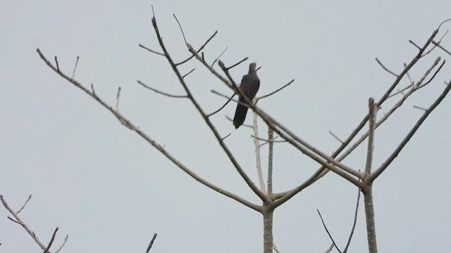 Barred Cuckoo-Dove - ML615675351
