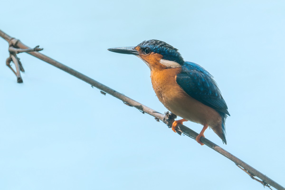 Malagasy Kingfisher - ML615675409