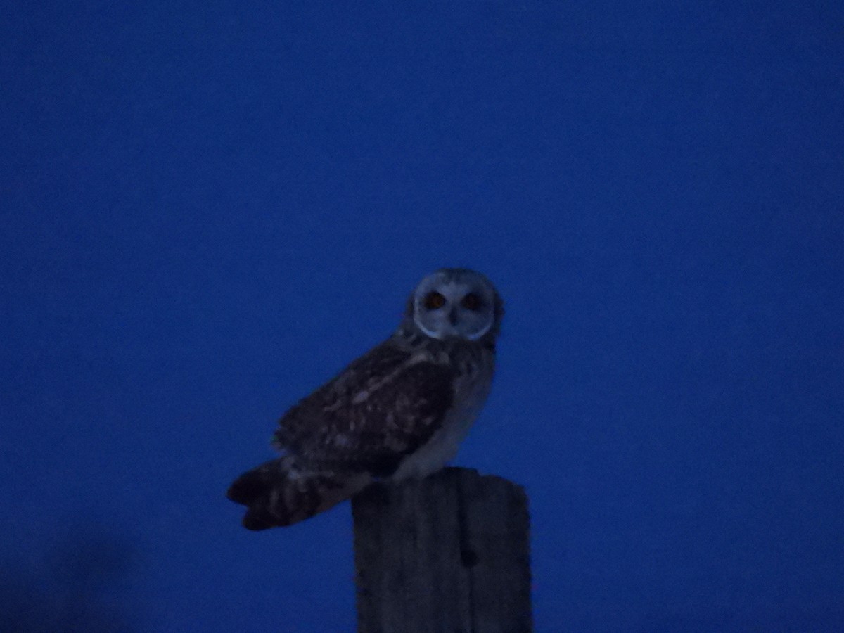 Short-eared Owl - ML615675465