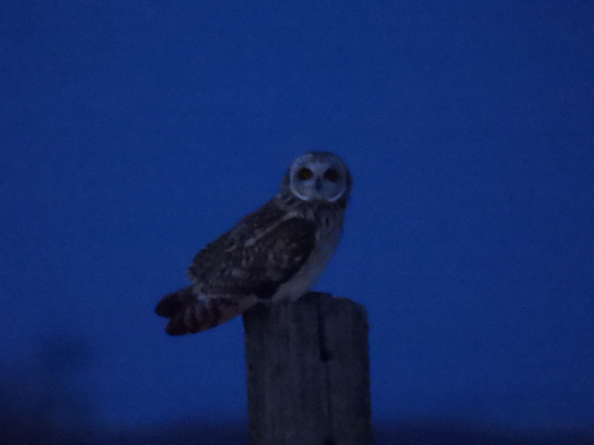 Short-eared Owl - ML615675466