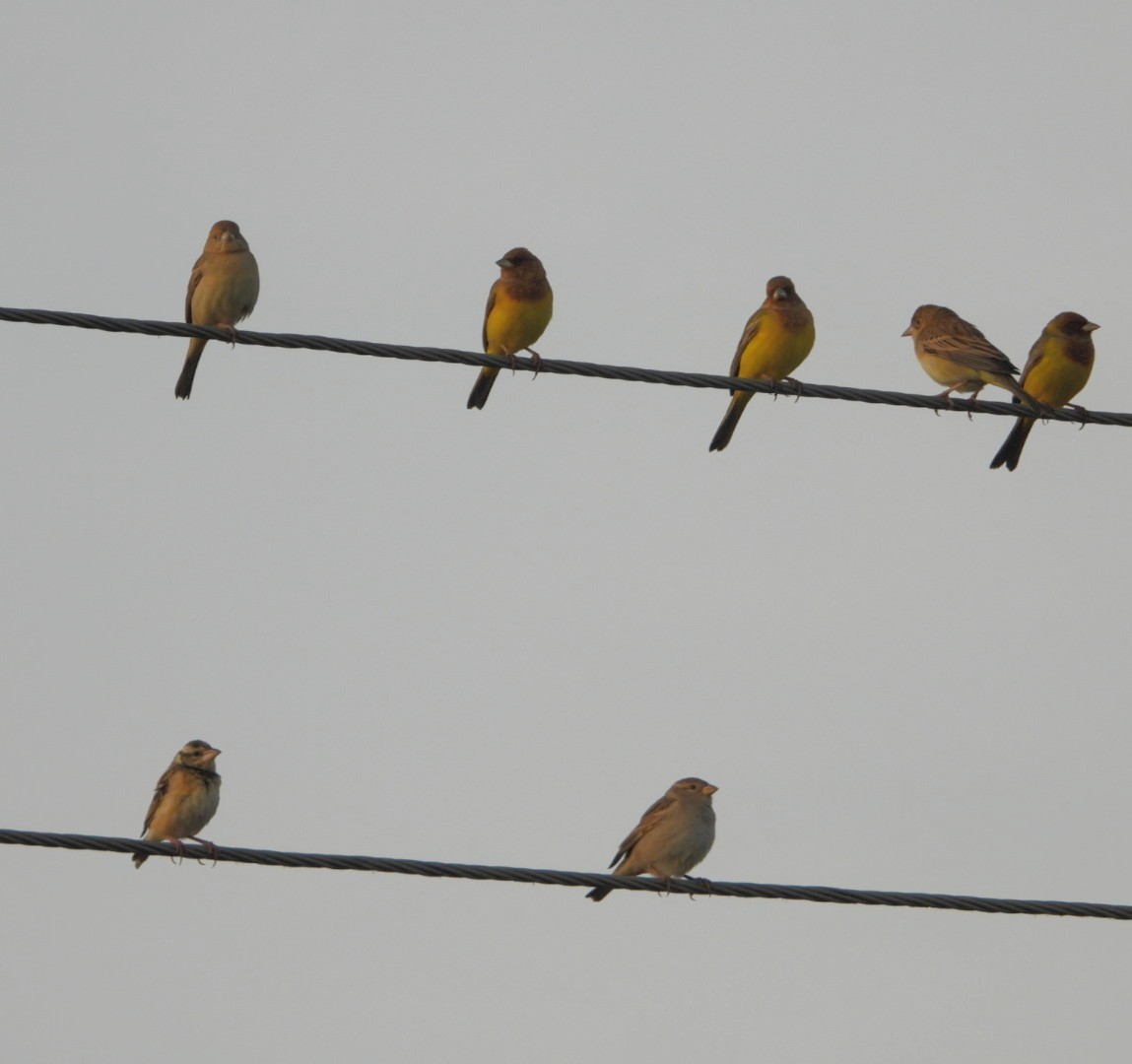 Red-headed Bunting - ML615675479