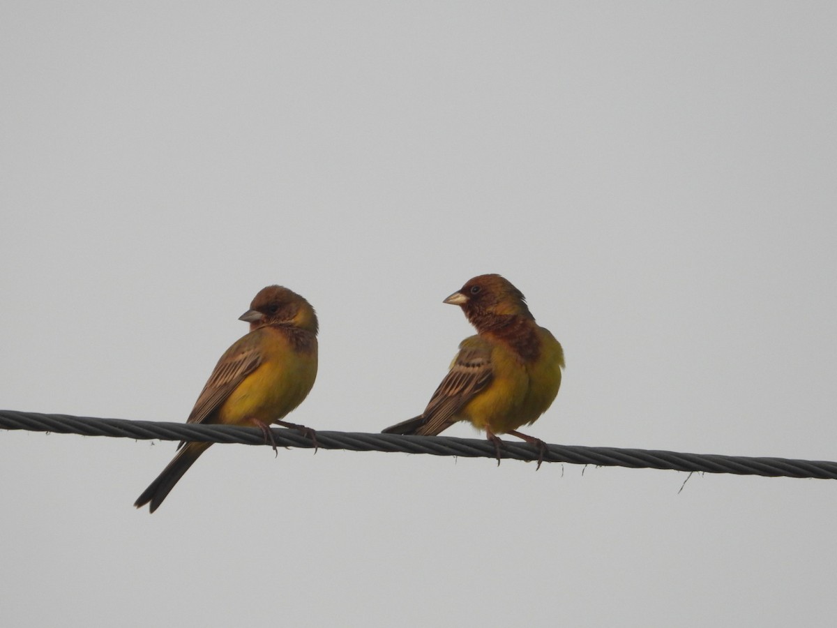 Red-headed Bunting - ML615675480
