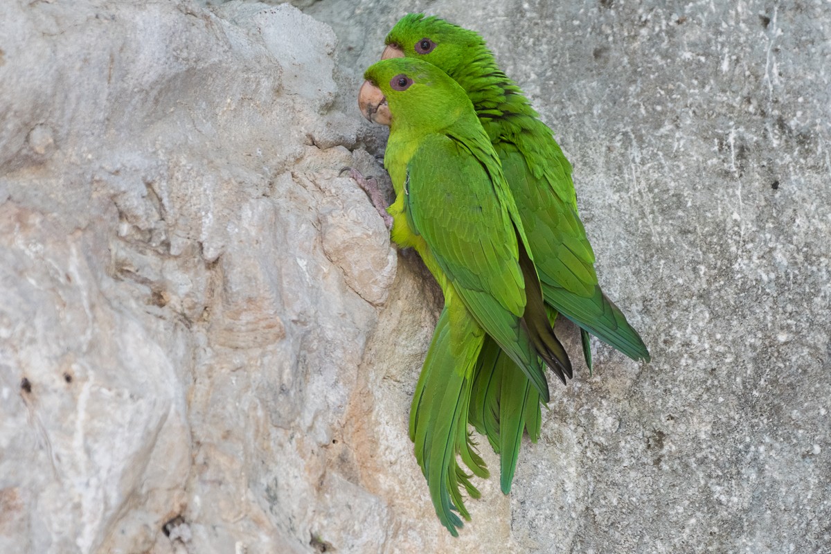 Green Parakeet - Juan Miguel Artigas Azas