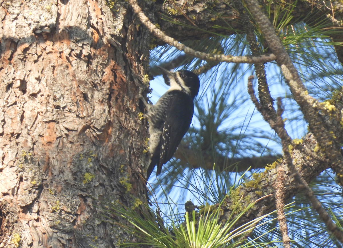 Black-backed Woodpecker - ML615675761