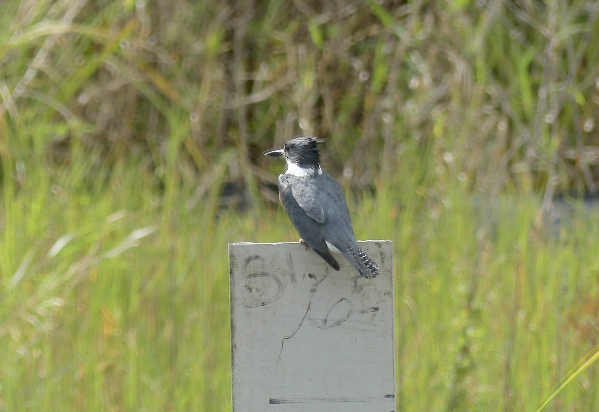Belted Kingfisher - ML615675793